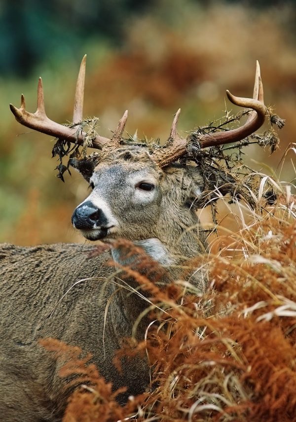 A stag with branches tangled in its antlers stand partially obscured by brush.