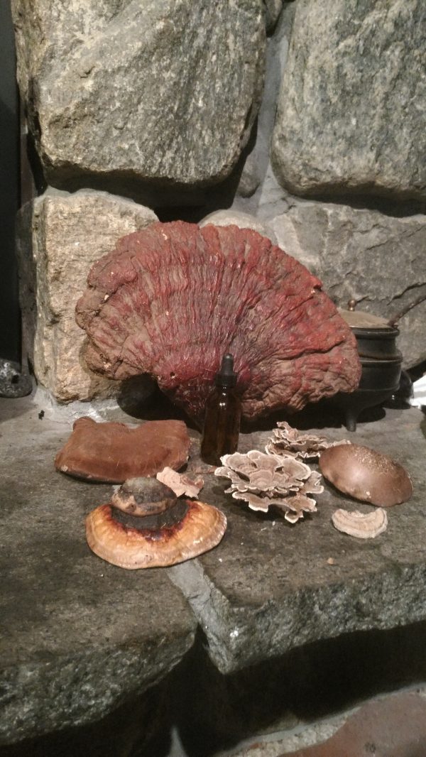 An assortment of different mushrooms sits on a stone.