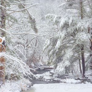 An outdoor winter scene of trees covered in snow.