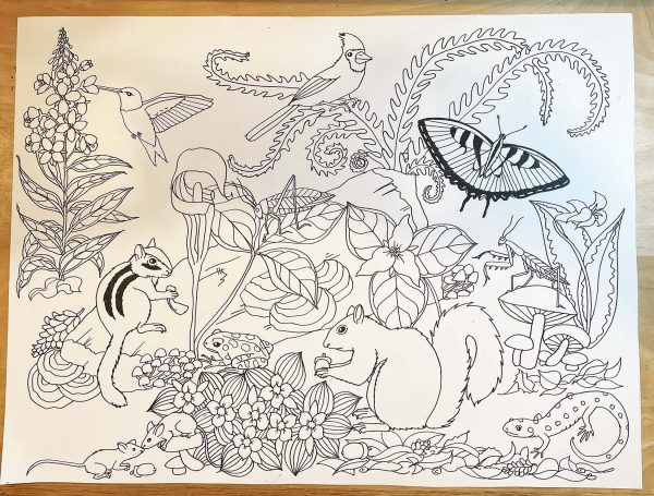 Drawing ADK Wildlife- May 2025